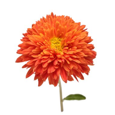 Beyaz arka planda izole edilmiş turuncu kasımpatı çiçeği. Yaratıcı sonbahar konsepti. Çiçek deseni, nesne. Düz yatış, üst görünüm