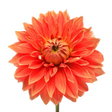 Beyaz arka planda izole edilmiş zarif yıldız çiçeği. Güzel baş çiçeği. Bahar, yaz. Paskalya tatili. Bahçe dekorasyonu, peyzaj. Çiçek aranjmanı