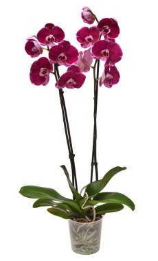 Beyaz arka planda izole edilmiş bir tencerede mor orkide. Phalaenopsis çiçeği. Tropik, Asyalı