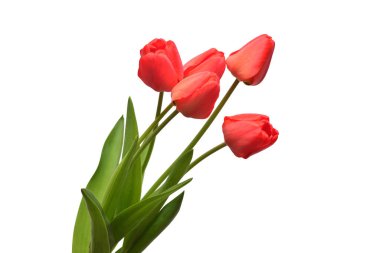 Beyaz arka planda izole edilmiş kırmızı lale çiçekleri. Hayat, düğün. Düz yatış, üst görünüm 