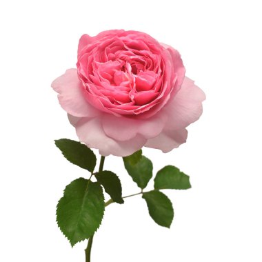 David Austin 'in pembe İngiliz gülü beyaz arka planda izole edilmiş. Macro çiçeği. Düğün kartı, gelin. Selamlar. Yaz. Bahar. Düz yerde, üst tarafta. Sevgi. Sevgililer Günü