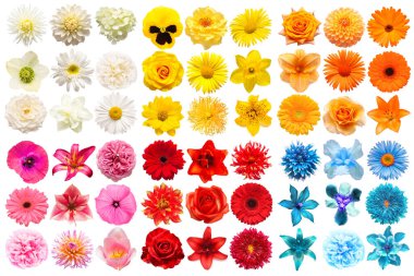 Turuncu, sarı, pembe, mavi ve kırmızı renkli çeşitli baş çiçeklerinden oluşan büyük bir koleksiyon beyaz arka planda izole edilmiş. Mükemmel bir rötuşlama, fotoğrafın tam derinliği. Üst manzara, düz uzanma