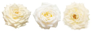 Toplanan beyaz çiçekler beyaz arka planda izole edilmiş güller. Düz yatış, üst görünüm