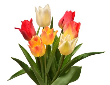 Beyaz arka planda izole edilmiş renkli ve güzel lalelerden oluşan bir buket. Hayat, düğün. Düz yatış, üst görünüm 