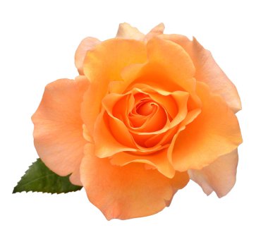 Turuncu gül çiçeği beyaz arka plan üzerinde izole. Düğün kartı, gelin. Tebrik. Yaz. Bahar. Düz yatıyordu, üstten bak. Aşk. Sevgililer Günü