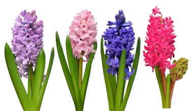 Koleksiyon sümbülü başı beyaz arka planda izole edilmiş. Bahar geldi. Paskalya tatili. Bahçe dekorasyonu, peyzaj. Çiçek aranjmanı. Düz yatış, üst görünüm 