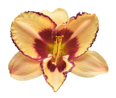 Çiçek sarısı-pembe gün nilüfer güzel narin beyaz arka planda izole. Doğa, makro. Yaratıcı bahar konsepti. Stamen ve Pistil. Çiçek deseni, nesne. Düz yatış, üst görünüm