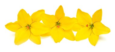 Güzel üç zambak çiçeği sarısı beyaz arka planda izole edilmiş