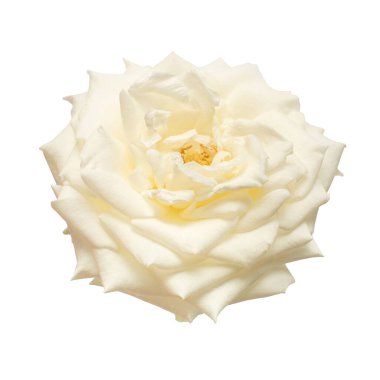 Beyaz arka planda yalıtılmış zarif beyaz gül başlı çiçek. Düğün kartı, gelin. Selamlar. Yaz. Bahar. Düz yerde, üst tarafta. Sevgi. Sevgililer Günü