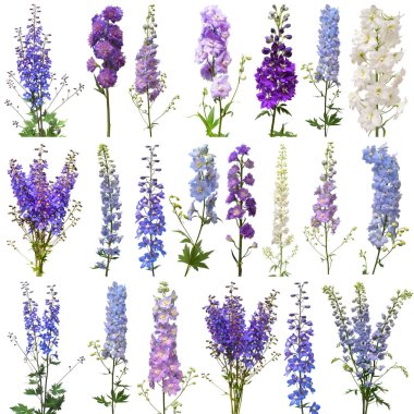Collection bouquet delphinium flower isolated on white background. Flat lay, top view. Floral pattern, object. Nature concept clipart