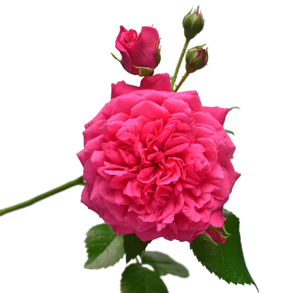 Pink English Rose Van David Austin Geïsoleerd Met Knop Witte — Stockfoto