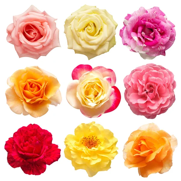 Collection Fleurs Multicolores Tête Roses Isolées Sur Fond Blanc Couché — Photo