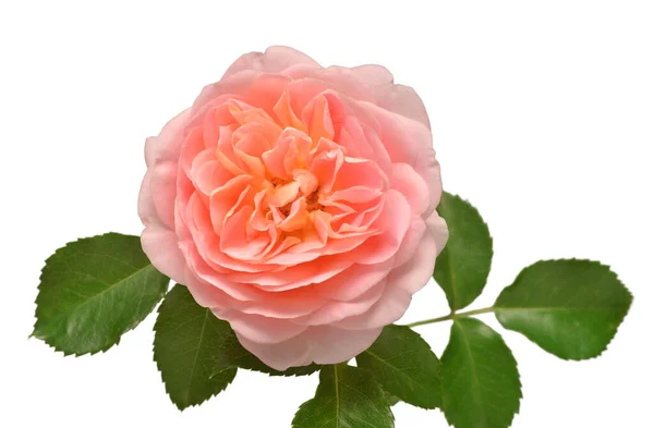 Рожева Англійська Троянда Девіда Остіна Ізольована Білому Тлі Квітка Макро — стокове фото
