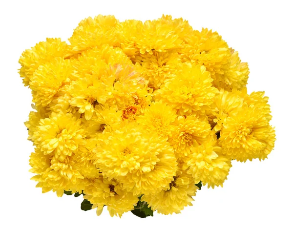 Flores Crisantemo Amarillo Aisladas Sobre Fondo Blanco Piso Tendido Vista —  Fotos de Stock