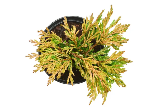 Juniperus Een Pot Geïsoleerd Witte Achtergrond Naaldbomen Vlakke Lay Bovenaanzicht — Stockfoto