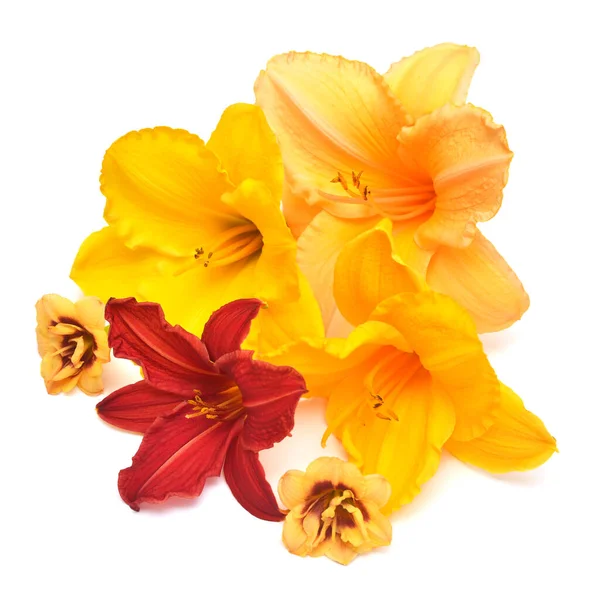 Colección Flores Color Rojo Naranja Amarillo Hemerocallis Día Lirio Aislado — Foto de Stock