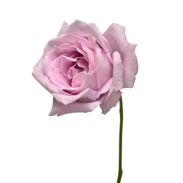 Élégante Rose Violette Isolée Sur Fond Blanc Belle Fleur Tête — Photo