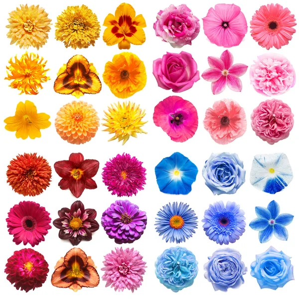 Grote Collectie Van Verschillende Hoofdbloemen Oranje Paars Geel Roze Blauw — Stockfoto