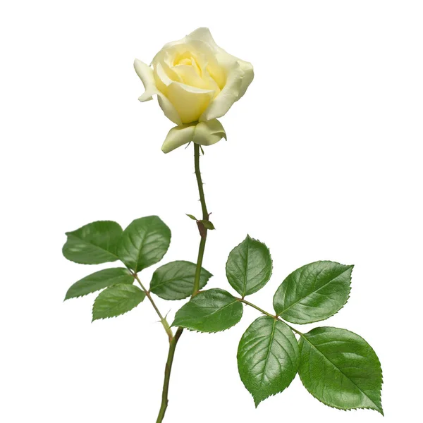 Elegante Rosa Gialla Isolata Fondo Bianco Bellissimo Fiore Della Testa — Foto Stock
