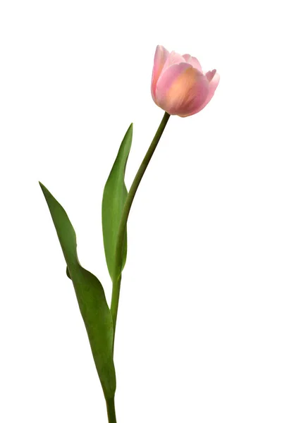 Een Roze Tulpenbloem Geïsoleerd Witte Achtergrond Stilleven Bruiloft Vlakke Lay — Stockfoto