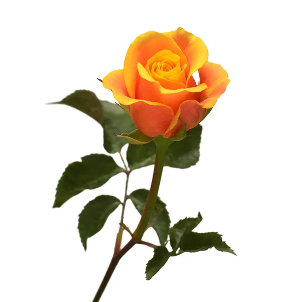 Квітка Помаранчевої Троянди Ізольовані Білому Фоні Весільна Листівка Наречена Привітання — стокове фото