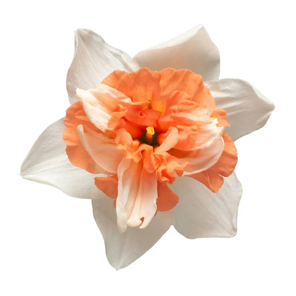 Fleur Jonquille Tête Blanche Orange Isolée Sur Fond Blanc Printemps — Photo