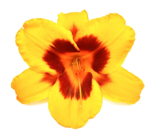 Yellow Hemerocallis Day Lily Isolated White Background — Stock Photo, Image