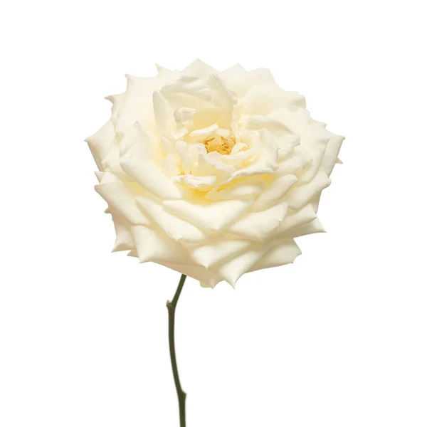 Élégante Fleur Rose Blanche Isolée Sur Fond Blanc Carte Mariage — Photo