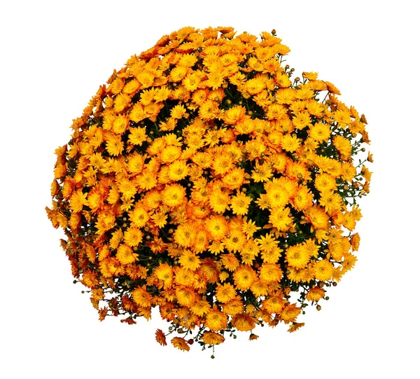Krizantém Multiflora Virágok Narancs Pot Elszigetelt Fehér Alapon Lapos Fekvésű — Stock Fotó