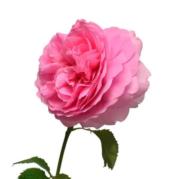 Roze Engelse Roos Van David Austin Geïsoleerd Witte Achtergrond Macrobloem — Stockfoto
