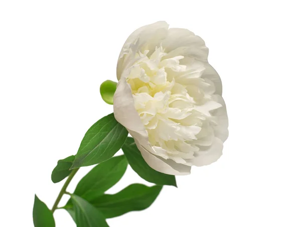 Pioenenbloem Geïsoleerd Witte Achtergrond Bloemenpatroon Object Vlakke Lay Bovenaanzicht — Stockfoto