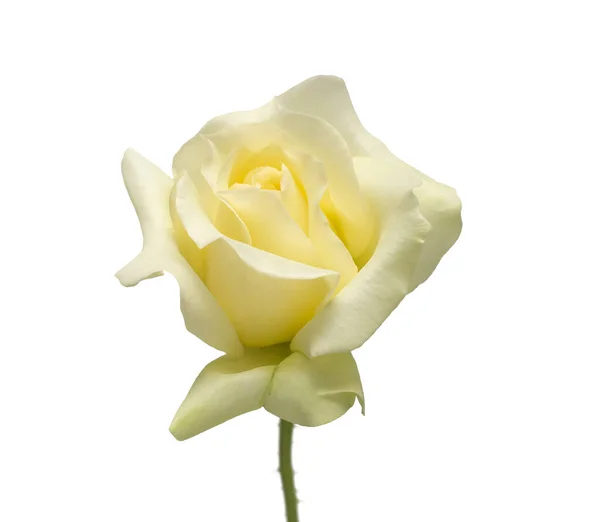 Élégante Rose Jaune Isolée Sur Fond Blanc Belle Fleur Tête — Photo