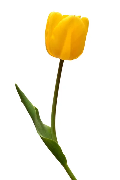 Flor Tulipa Amarela Isolada Sobre Fundo Branco Vida Morta Casamento — Fotografia de Stock