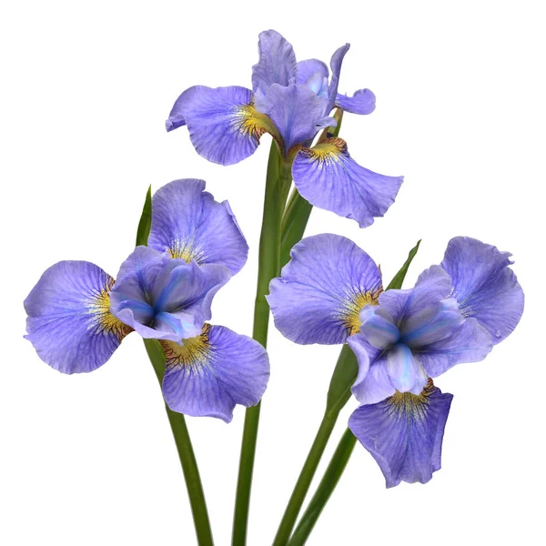 Iris Flowers Bouquet Blue Isolated White Background Summer Spring Flat — Stock Photo, Image