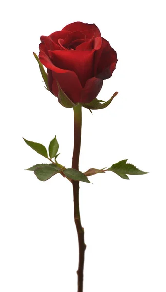 Rosa Rossa Fiore Isolato Sfondo Bianco Biglietto Nuziale Sposa Saluto — Foto Stock