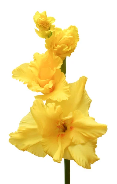 Υποκατάστημα Της Μια Γλαδιόλες Κίτρινο Λουλούδι Που Απομονώνονται Λευκό Φόντο — Φωτογραφία Αρχείου