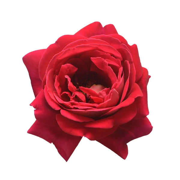 Rosa Roja Flor Cabeza Aislada Sobre Fondo Blanco Tarjeta Boda — Foto de Stock