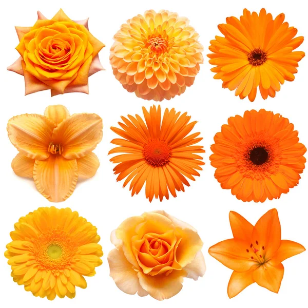 Collection Beautiful Head Orange Flowers Gerbera Hemerocallis Rose Dahlia Chrysanthemum — Stock Photo, Image