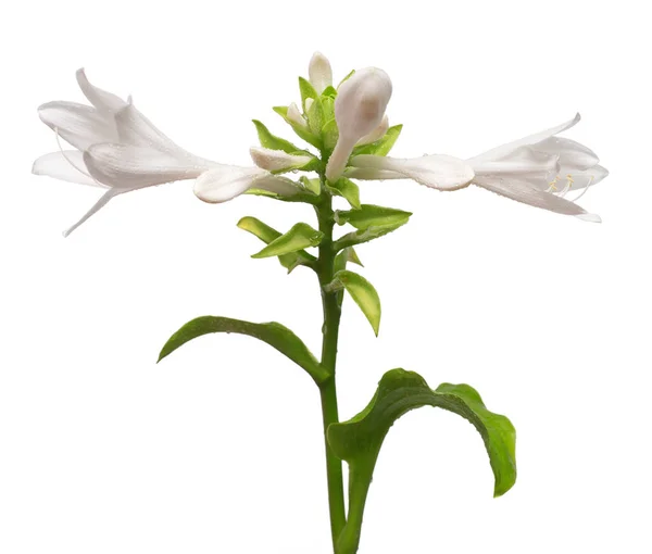 Hosta Fiorito Isolato Uno Sfondo Bianco Bellissimo Fiore Bouquet Primavera — Foto Stock