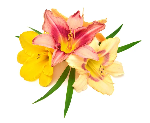 Mooie Stijlvolle Daglelie Hemerocallis Bloemen Met Takje Geïsoleerd Witte Achtergrond — Stockfoto