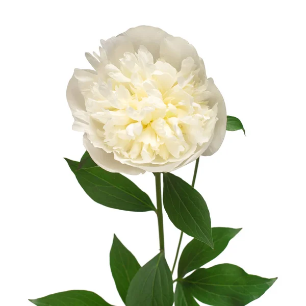 Fiore Peonia Isolato Sfondo Bianco Fantasia Floreale Oggetto Posa Piatta — Foto Stock