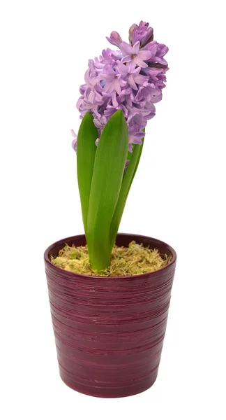 Eerste Lente Violette Hyacint Bloem Een Pot Geïsoleerd Een Witte — Stockfoto