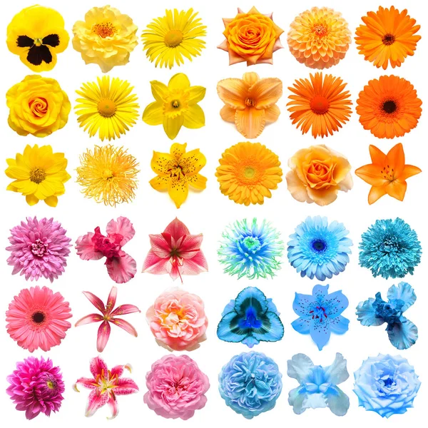 Grote Collectie Van Verschillende Hoofdbloemen Geel Roze Blauw Oranje Geïsoleerd — Stockfoto