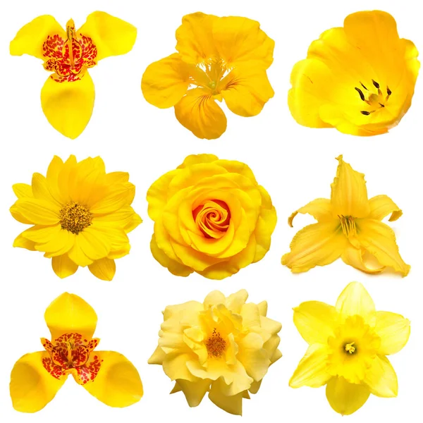 Colección Hermosa Cabeza Flores Amarillas Rosa Margarita Narciso Iris Tigridia — Foto de Stock