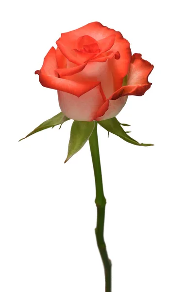 Fleur Rose Rouge Isolée Sur Fond Blanc Carte Mariage Mariée — Photo