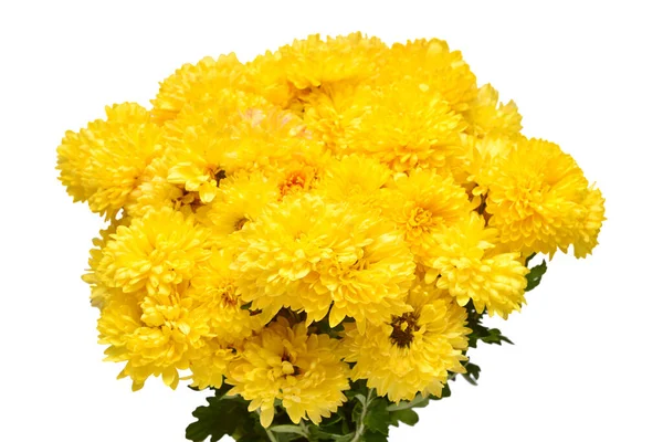 Flores Crisantemo Amarillo Aisladas Sobre Fondo Blanco Piso Tendido Vista —  Fotos de Stock