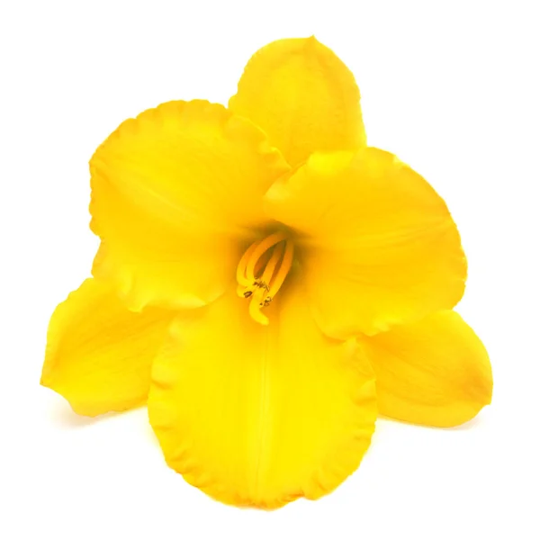 Yellow Flower Hemerocallis Daylily Isolated White Background — Stock Photo, Image