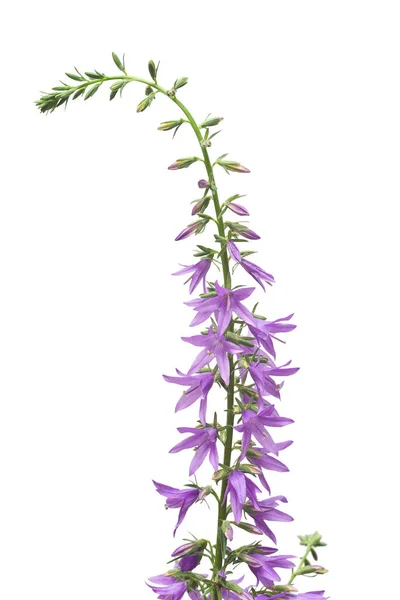 Campanula Rapunculoides Campbell Μπλε Λουλούδι Απομονωμένο Λευκό Φόντο — Φωτογραφία Αρχείου