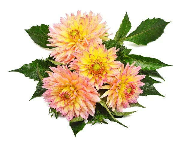 Bouquet Fleurs Dahlia Avec Des Feuilles Isolées Sur Fond Blanc — Photo