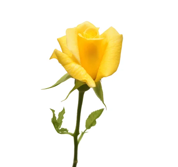 Желтый Цветок Розы Изолирован Белом Фоне Свадебная Карта Невеста Приветствую — стоковое фото